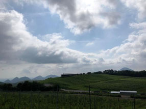 了美 Vineyard and Winery